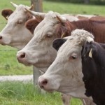 Tájékoztató szarvasmarha állományok kötelező vizsgálatáról Tájékoztató szarvasmarha állományok kötelező vizsgálatáról