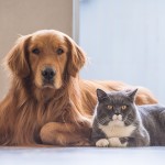 Pályázati felhívás kutya, macska ivartalanítására Pályázati felhívás kutya, macska ivartalanítására